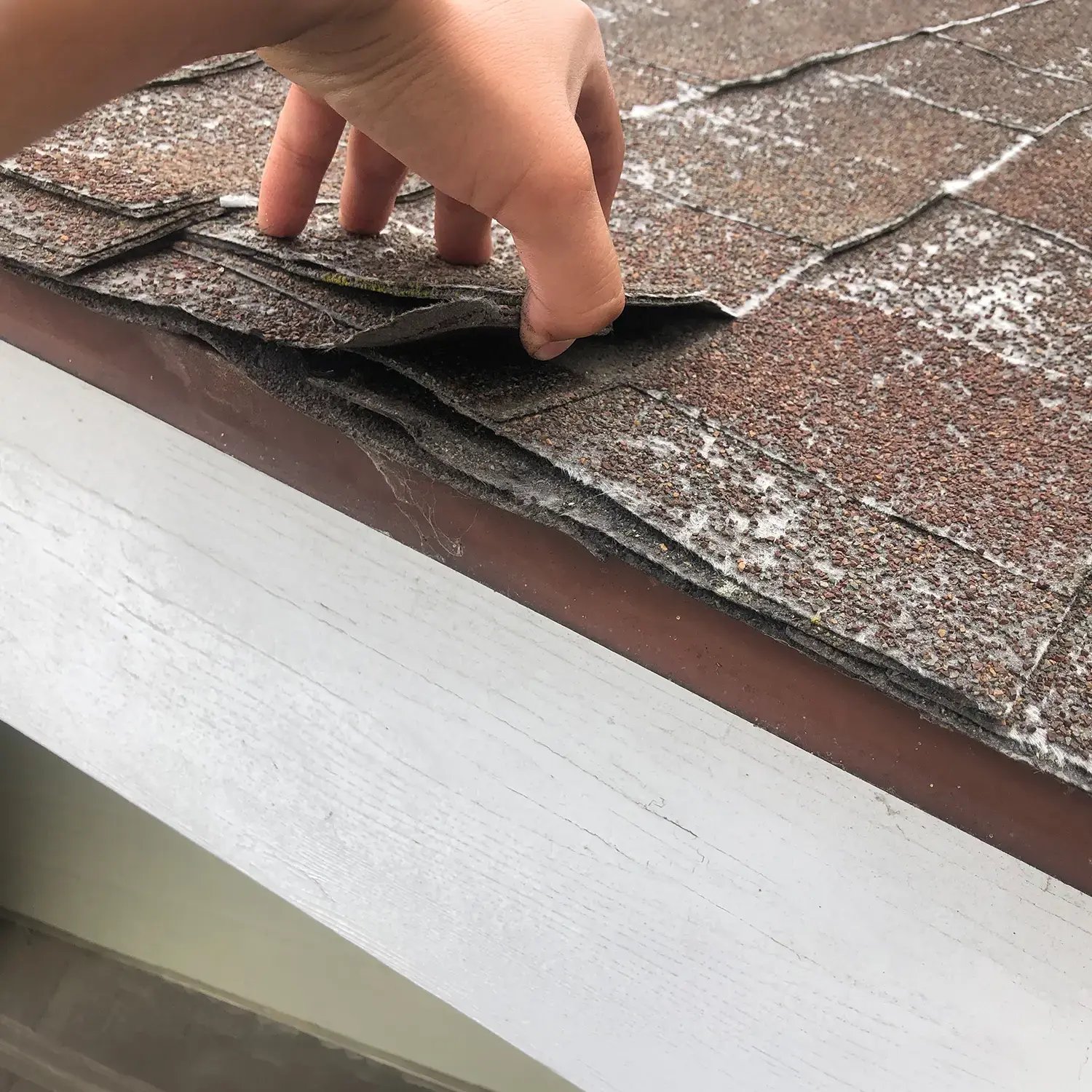Hand lifting curling asphalt shingles with granule loss and moss at the roof edge above white fascia board